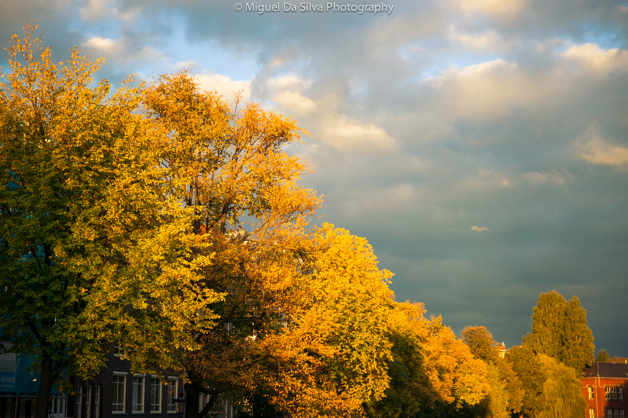 Sony Alpha DSLR-A900 sample photo. Starting autumn in amsterdam photography