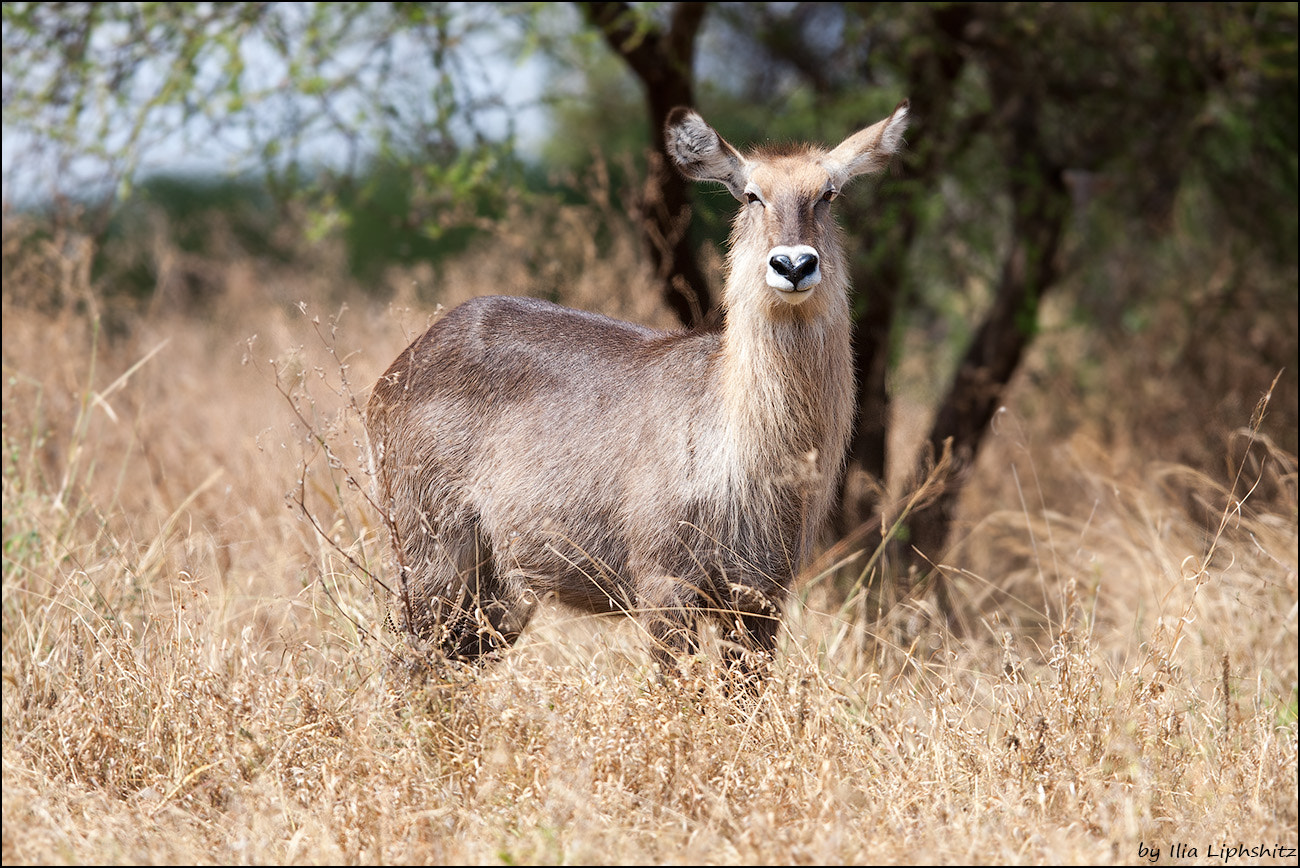 Canon EOS-1D Mark III sample photo. Waterbuck - female photography