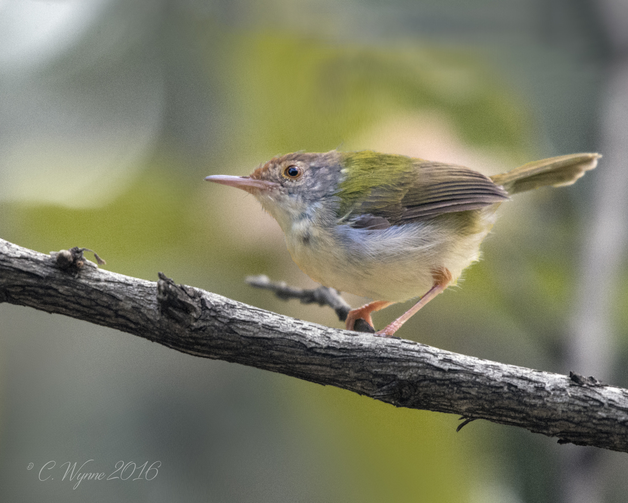 Nikon Nikkor AF-S 300mm F4E PF ED VR sample photo. Common tailorbird photography