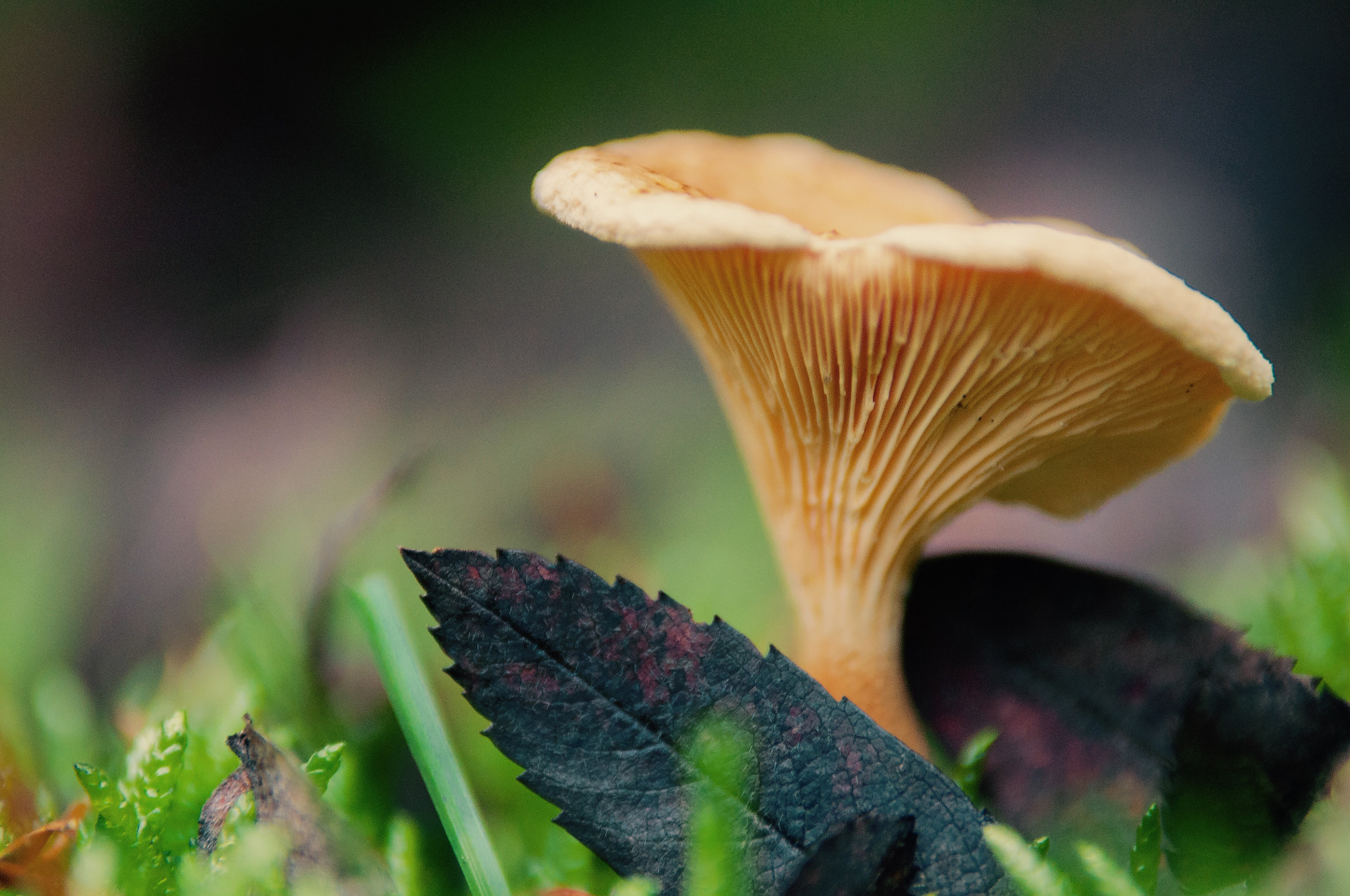 Nikon D5000 sample photo. Herbst photography
