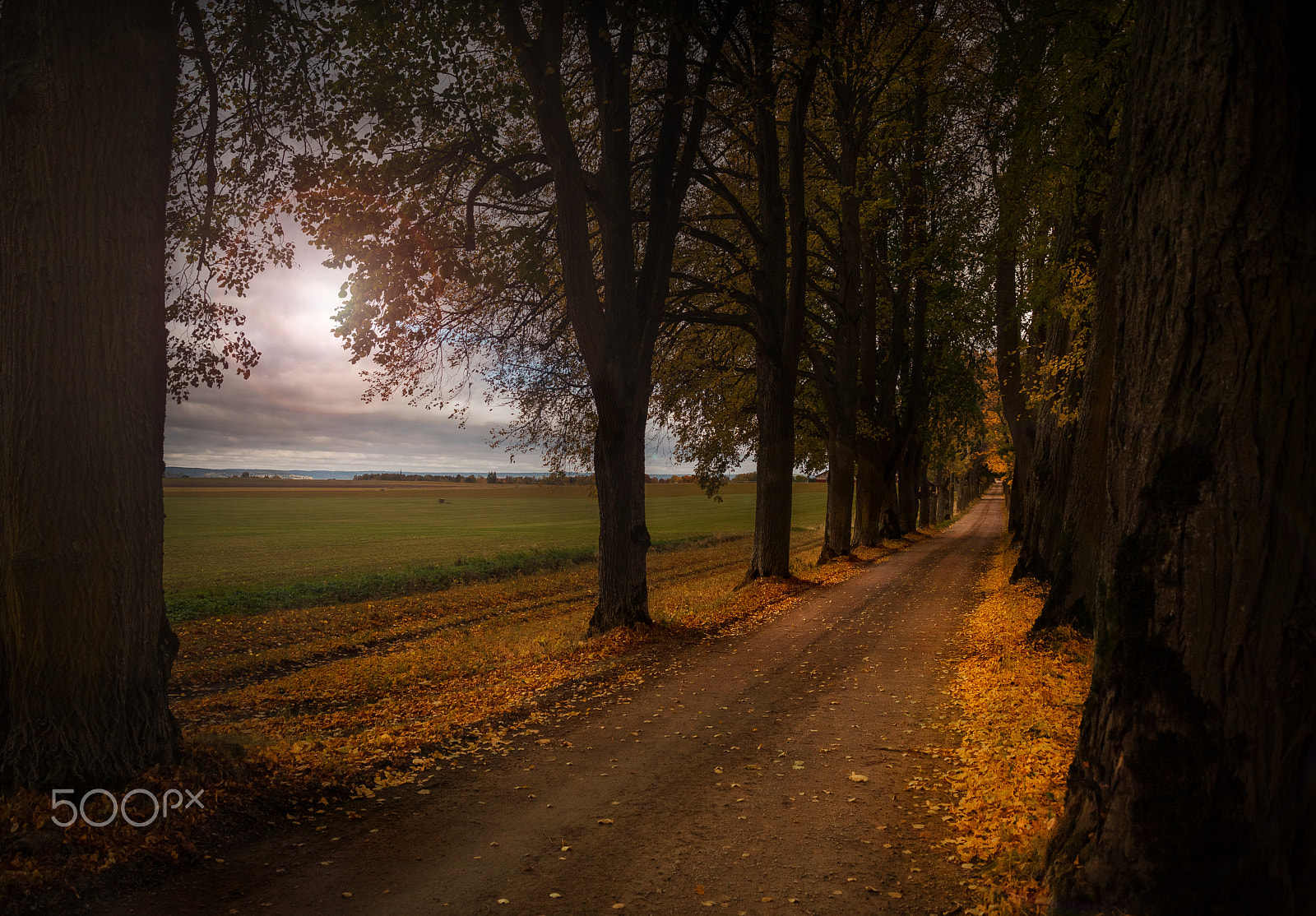 Canon EF 28-80mm f/2.8-4L sample photo. Autumn walk. photography
