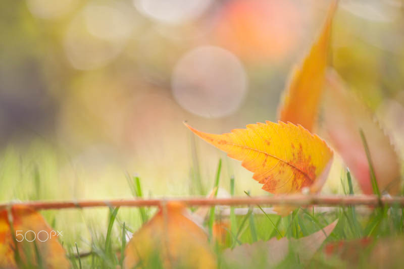 Canon EF-S 55-250mm F4-5.6 IS II sample photo. Septembar-63.jpg photography