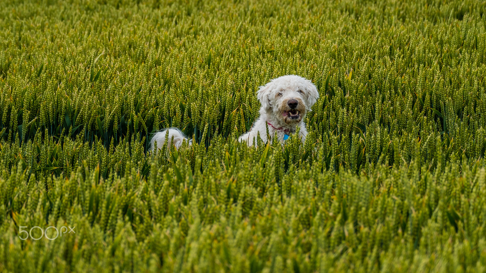 XF100-400mmF4.5-5.6 R LM OIS WR + 1.4x sample photo. Labradoodle having fun photography