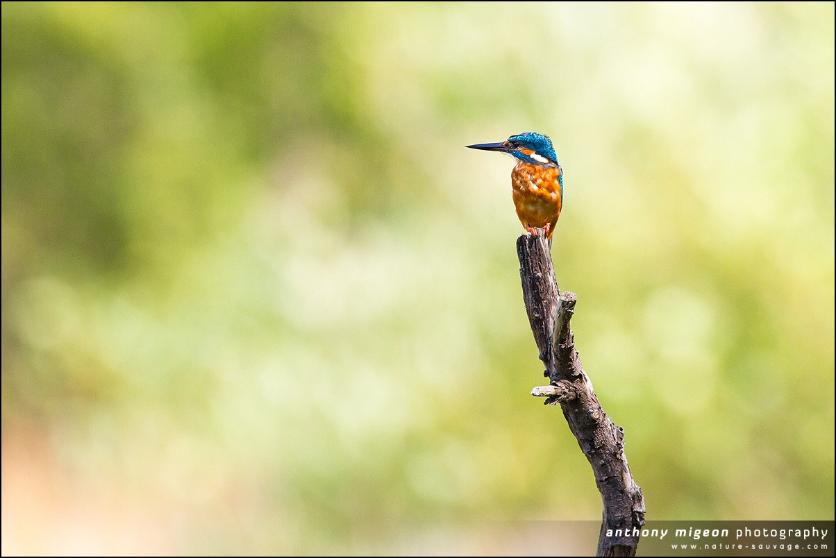 Canon EOS 7D + Canon EF 300mm f/2.8L + 1.4x sample photo. Kingfisher with nice light photography