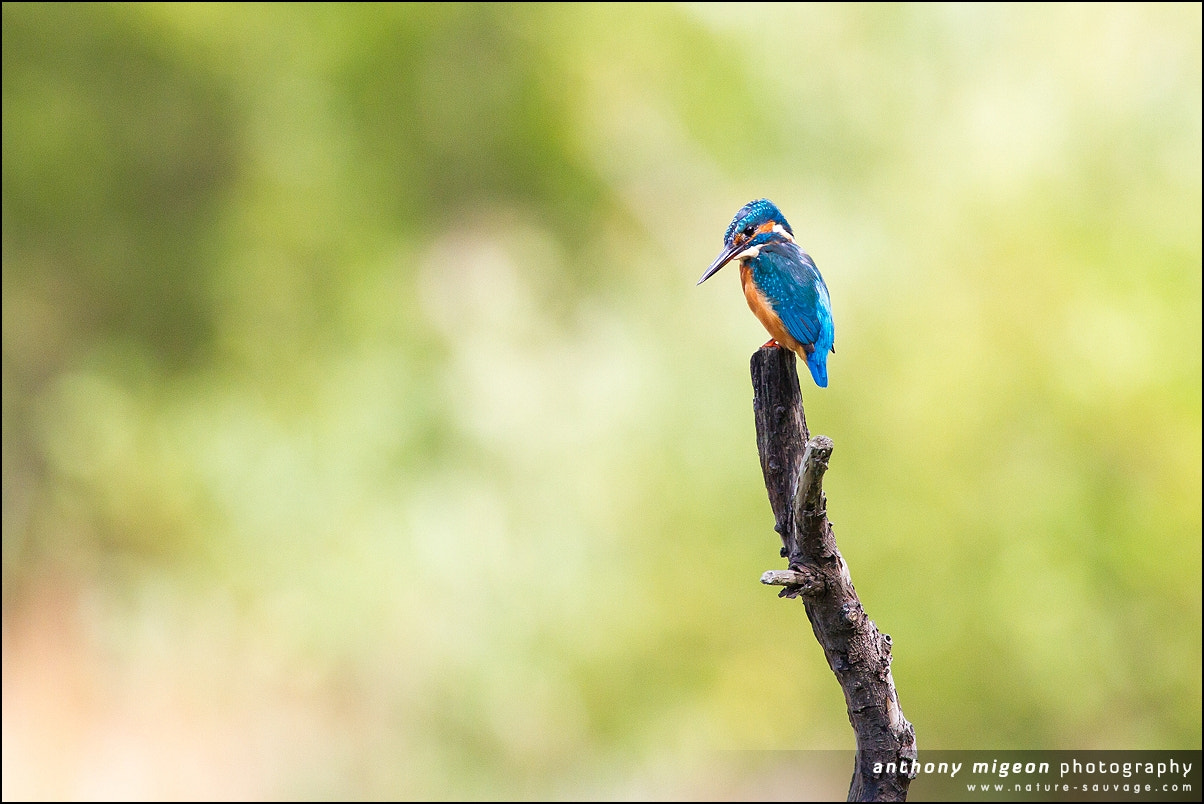 Canon EOS 7D + Canon EF 300mm f/2.8L + 1.4x sample photo. Kingfisher with nice light photography