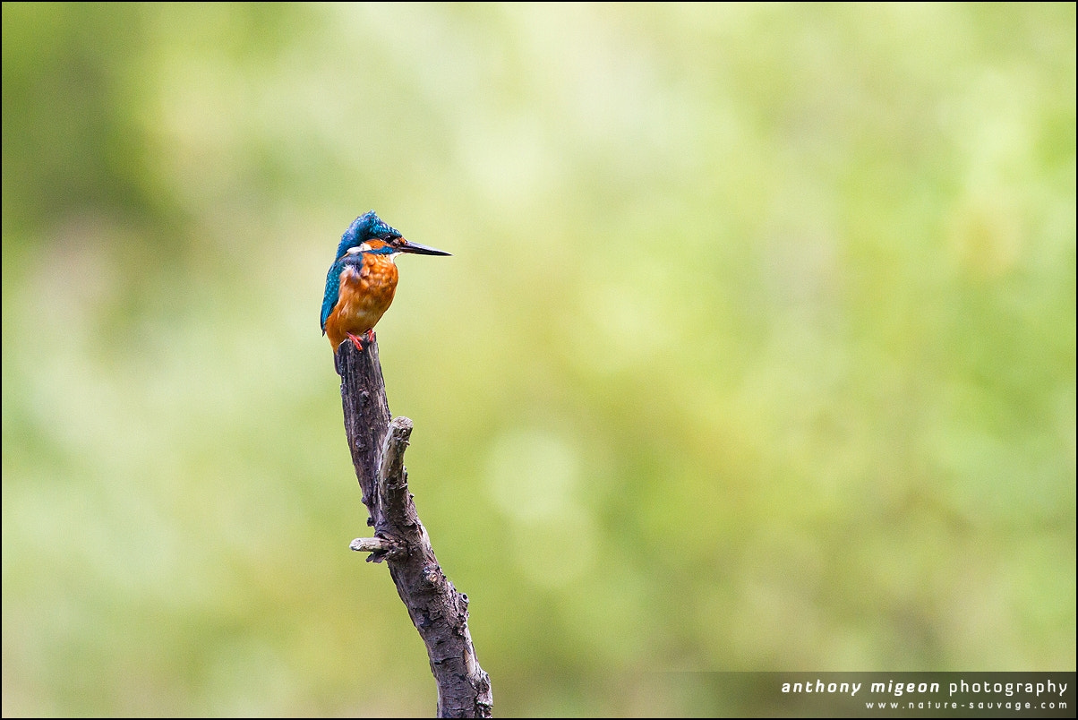 Canon EOS 7D + Canon EF 300mm f/2.8L + 1.4x sample photo. Kingfisher with nice light photography