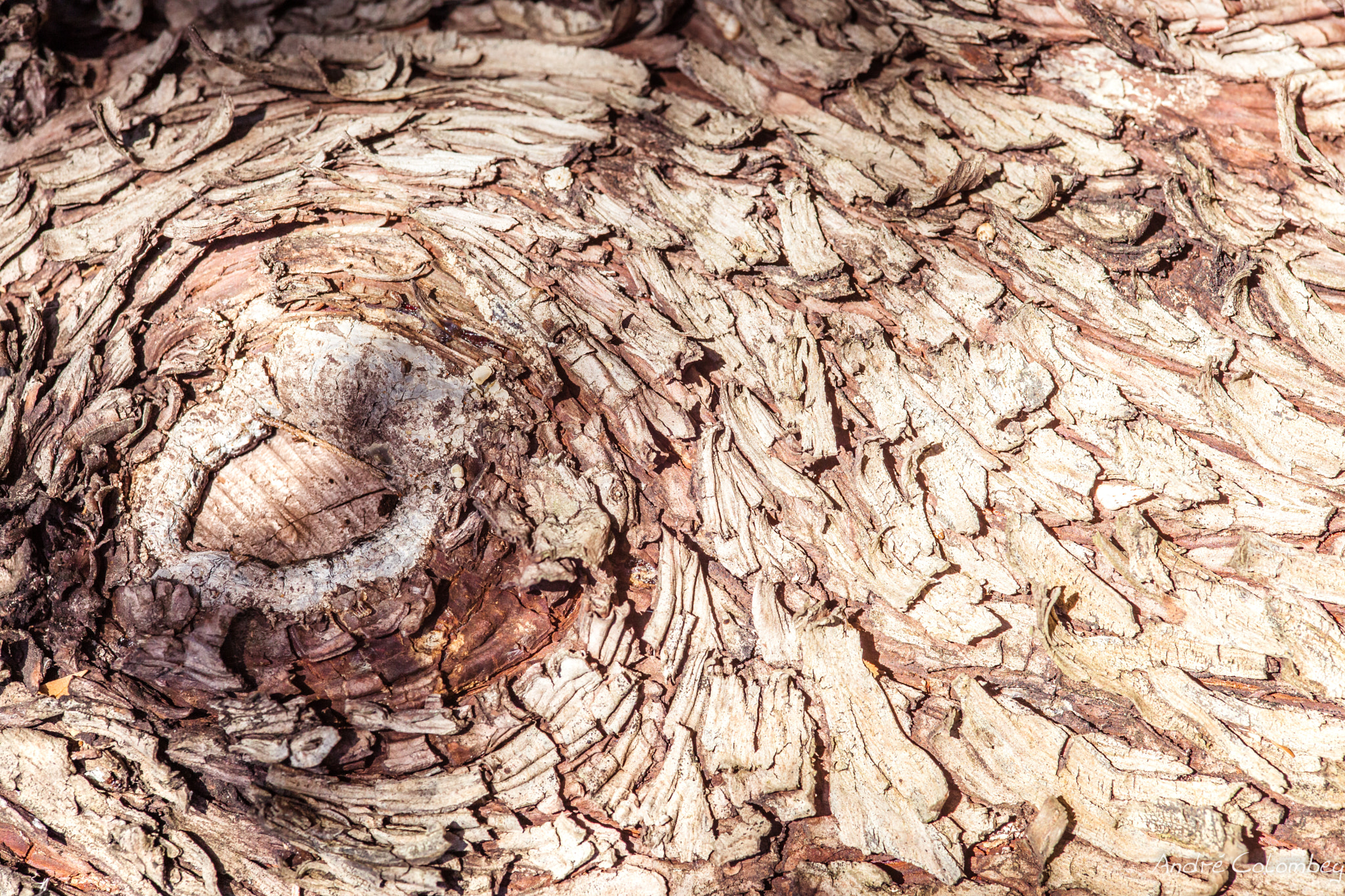 Sigma 50mm f/2.8 EX sample photo. Old trunk photography