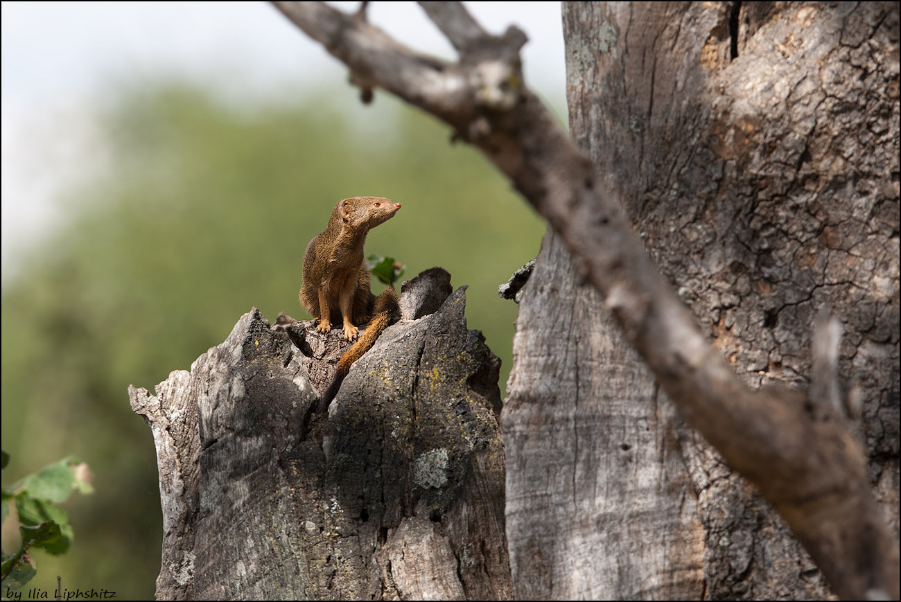 Canon EF 300mm F2.8L IS USM sample photo. Mongoose photography