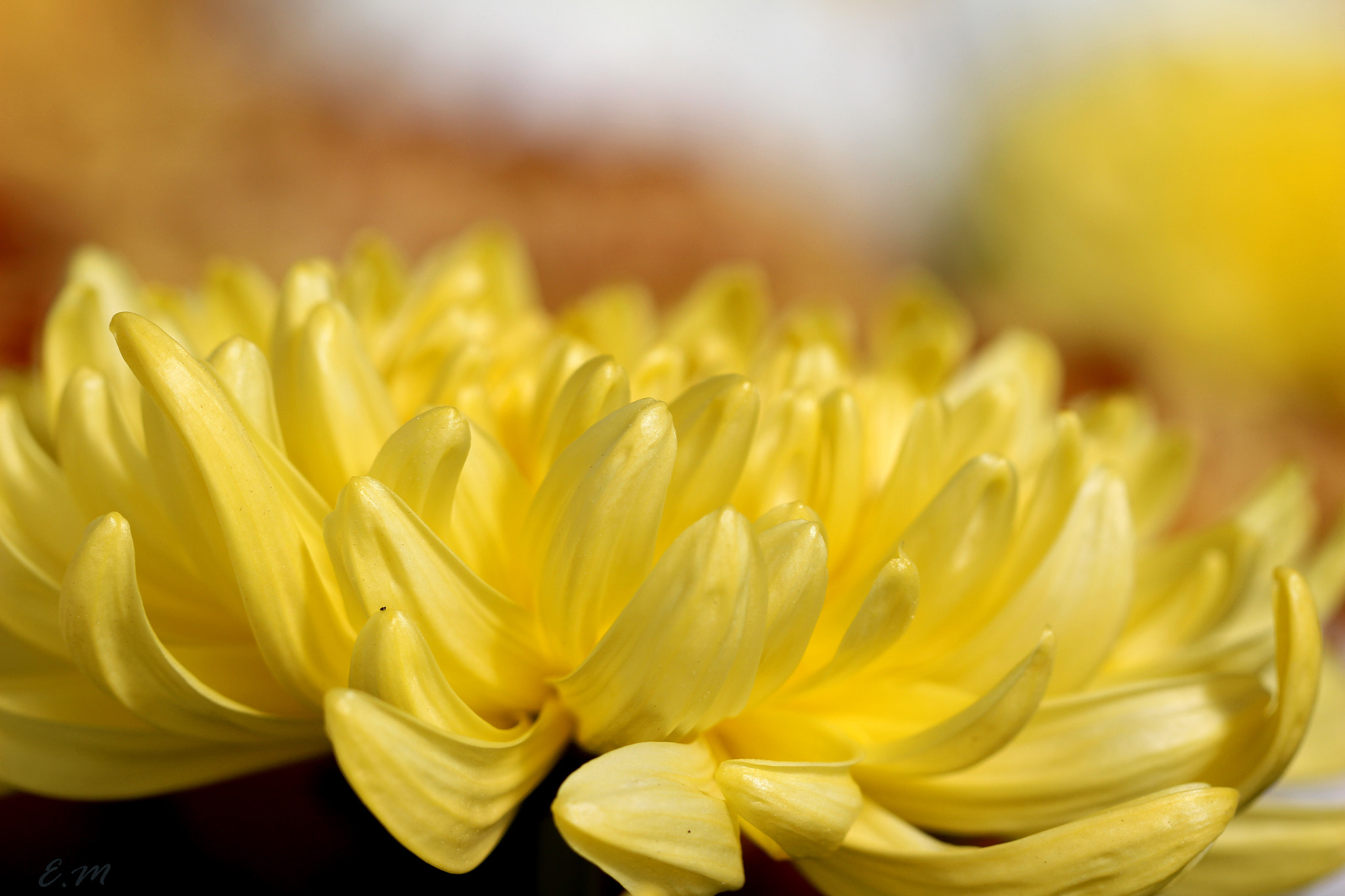 Canon EF 100mm F2.8L Macro IS USM sample photo. Sin titulo photography