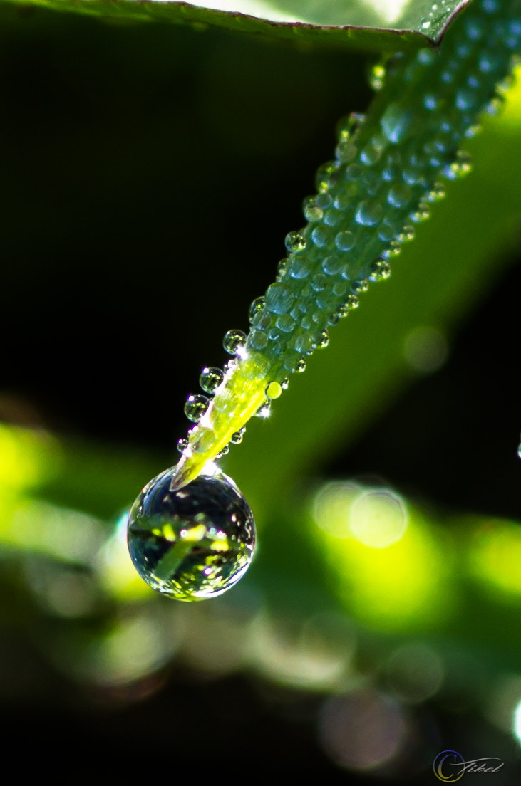 Pentax K-5 sample photo. Morning dew photography