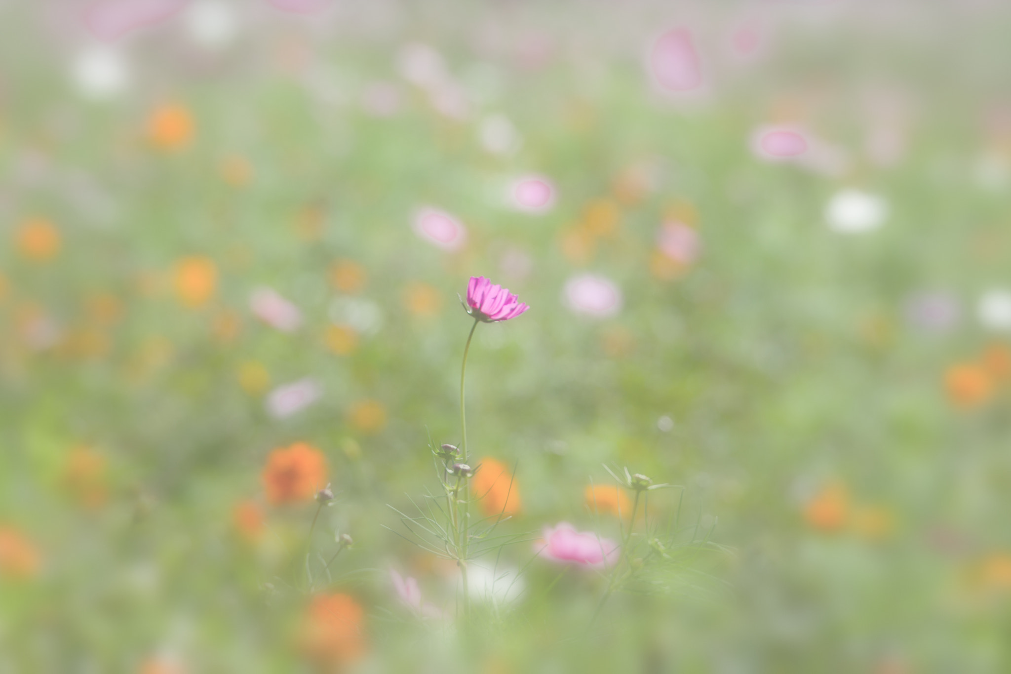 Pentax D FA* 70-200mm F2.8ED DC AW sample photo. ** photography