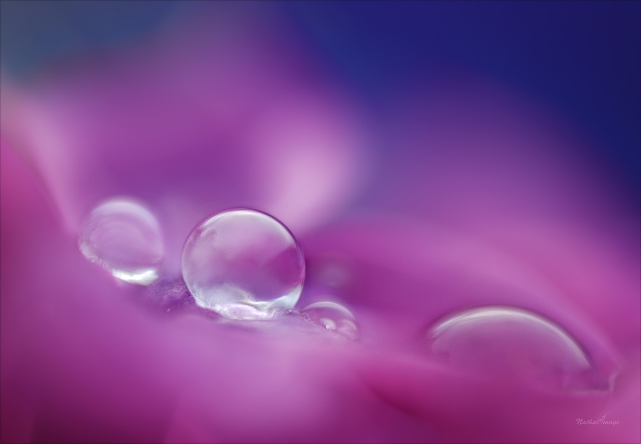 Sigma 105mm F2.8 EX DG Macro sample photo. ~ illuminati ~ photography