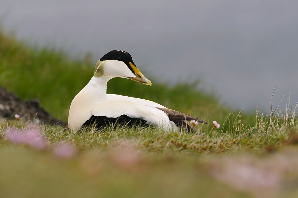 Nikon D90 + Nikon AF-S Nikkor 300mm F4D ED-IF sample photo. Common eider (somateria mollissima) photography