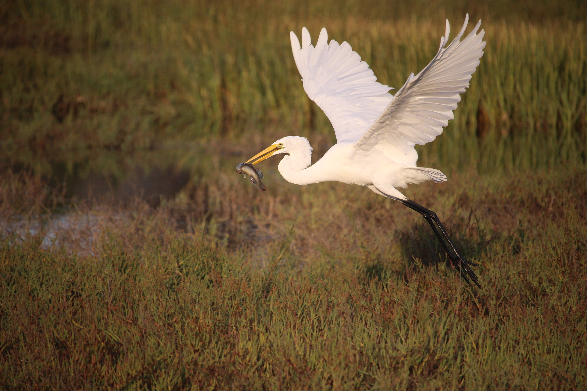 Canon EOS 100D (EOS Rebel SL1 / EOS Kiss X7) + Canon EF-S 55-250mm F4-5.6 IS STM sample photo. Great egret photography