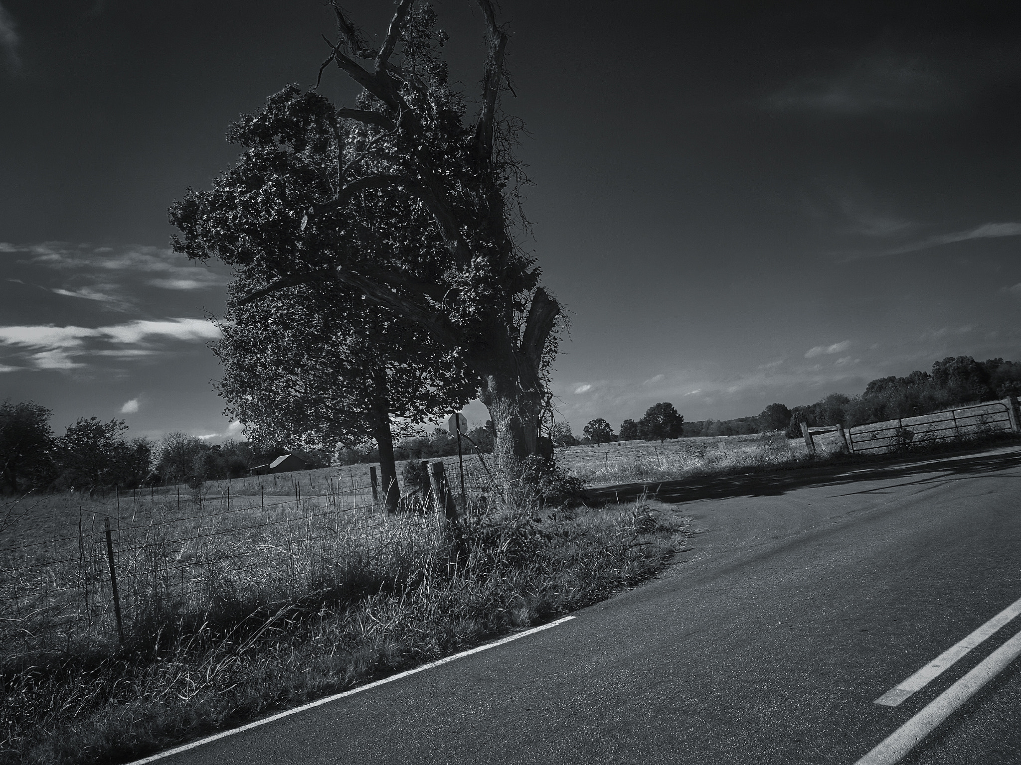 Sony 25-500mm F3.5-6.5 sample photo. Old tree by the road photography