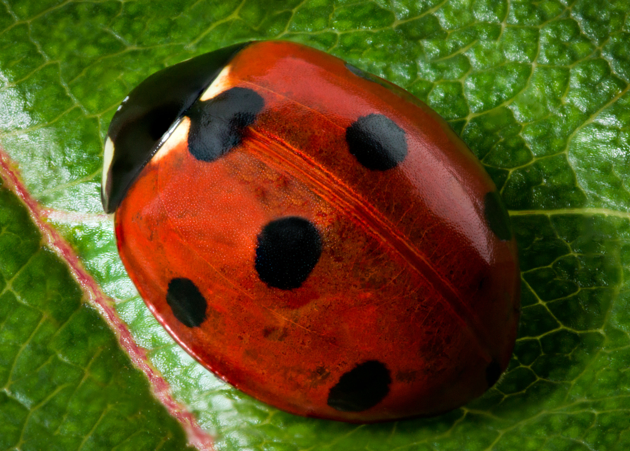 Canon EF 100mm F2.8 Macro USM sample photo. Ladybug photography