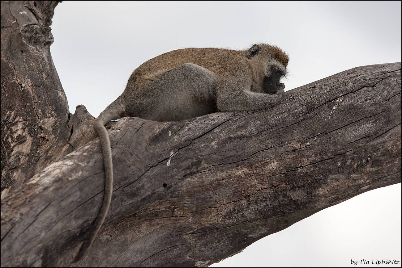 Canon EOS-1D Mark III + Canon EF 300mm F2.8L IS USM sample photo. Vervet monkey photography