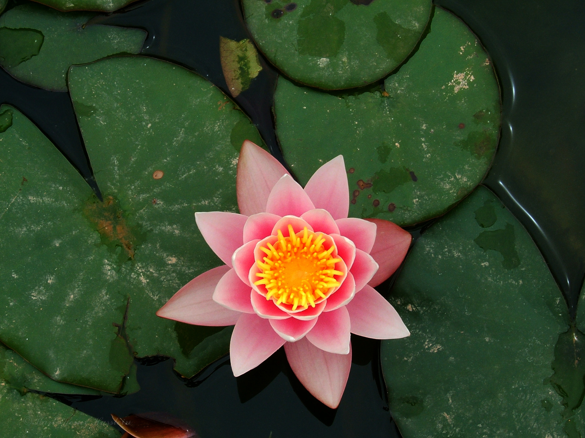 Fujifilm FinePix E550 sample photo. Seerose photography