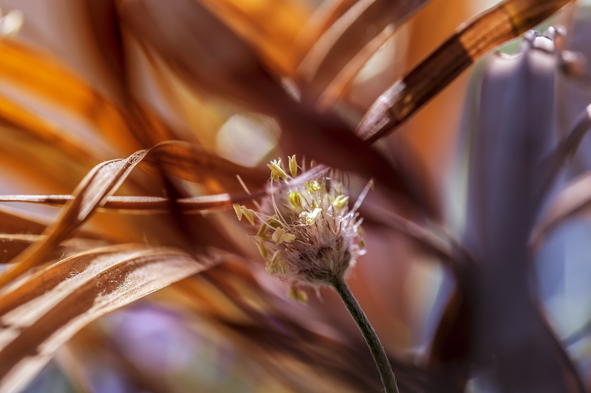 Sigma 105mm F2.8 EX DG OS HSM sample photo. Na001 photography