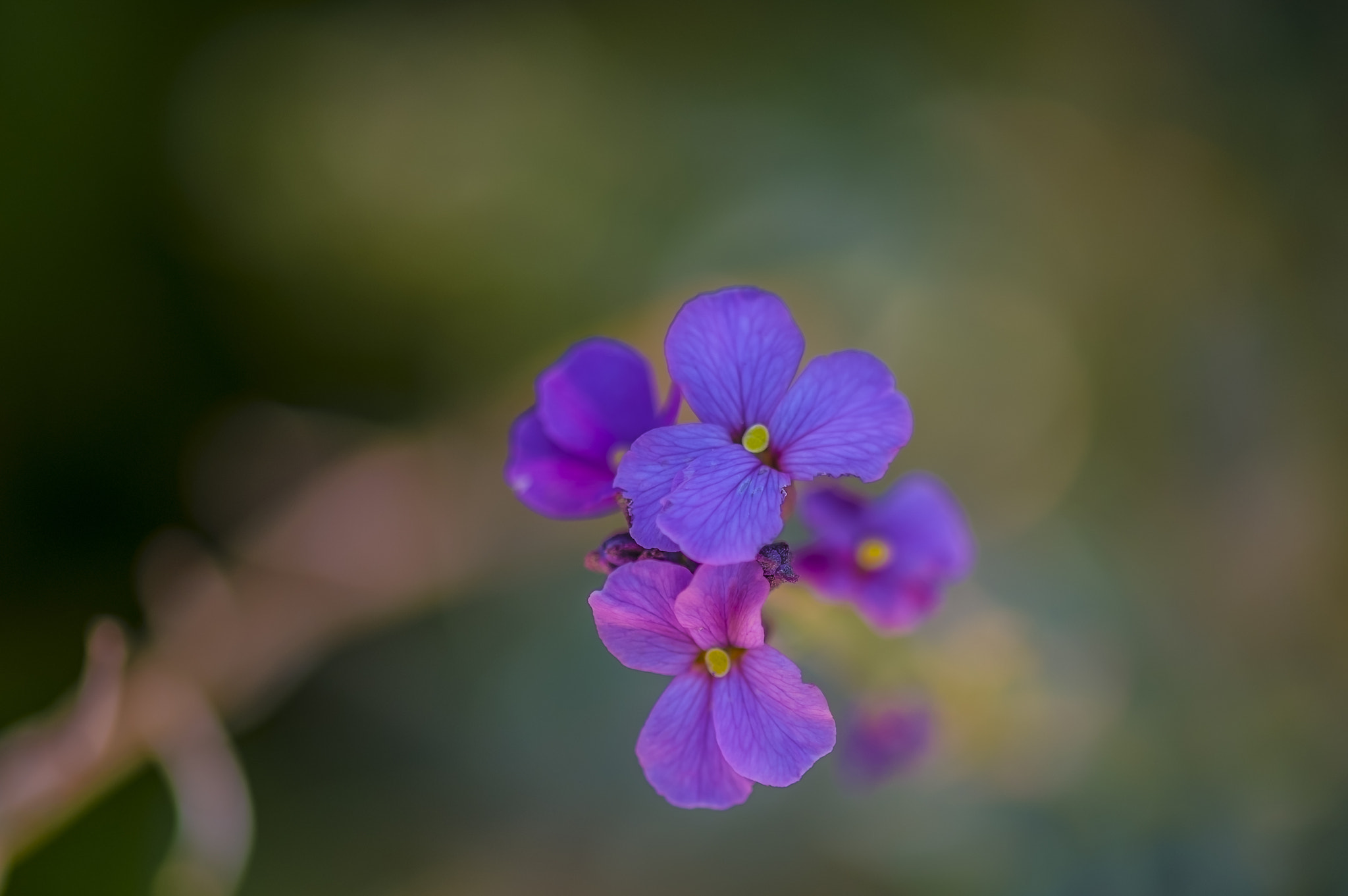Sigma 105mm F2.8 EX DG OS HSM sample photo. Li0012 photography