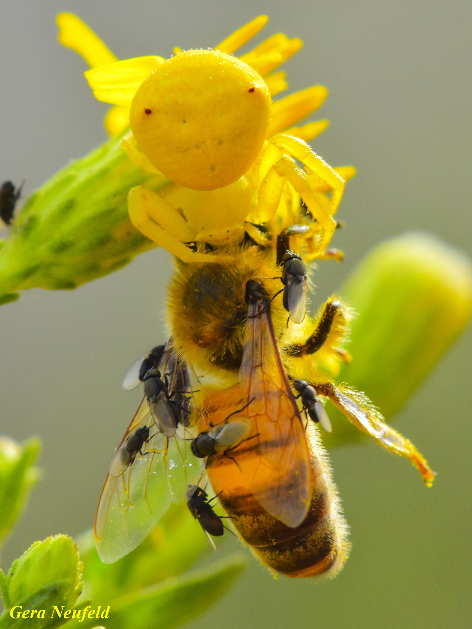 Nikon 1 V3 sample photo. Death of a honeybee photography