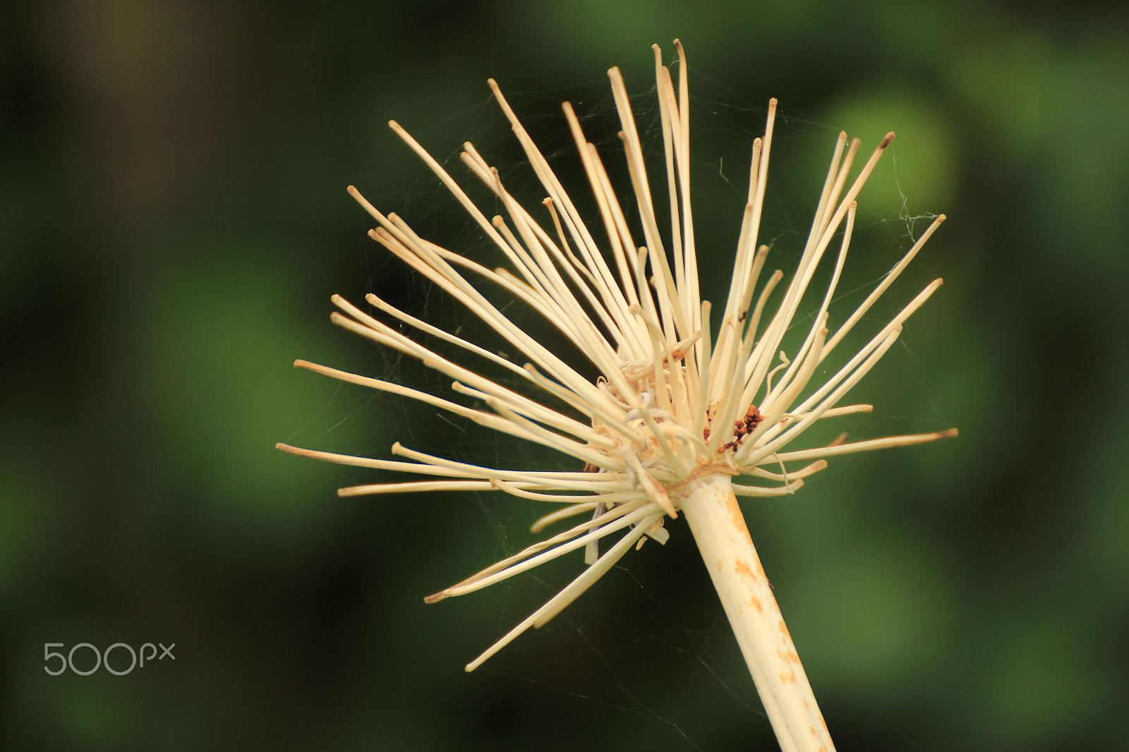 Tamron SP 35mm F1.8 Di VC USD sample photo. Close up on some flower photography