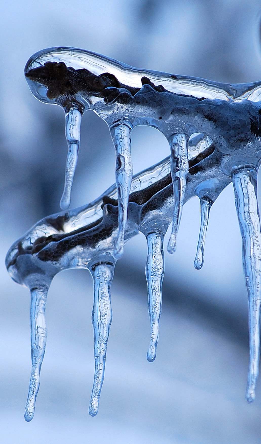 Nikon D40X sample photo. Platinum ice branch photography