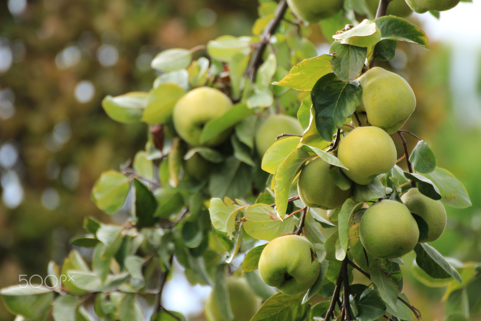 Tamron SP 35mm F1.8 Di VC USD sample photo. Strange fruit that i thought were apples photography