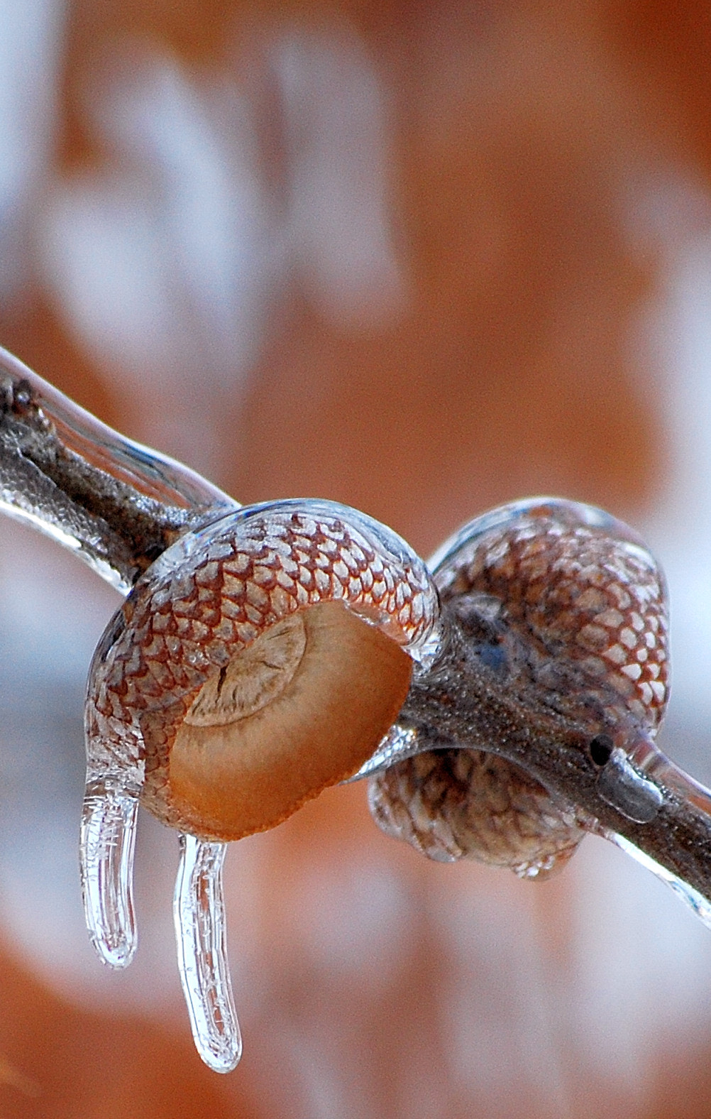 Nikon D40X sample photo. Frozen acorn shells photography