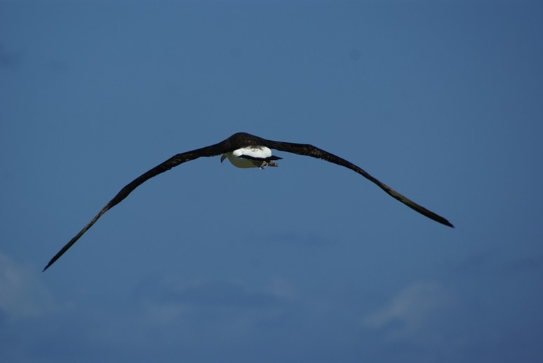 Sony Alpha DSLR-A100 sample photo. Albatrass flying near kaena point, oahu photography