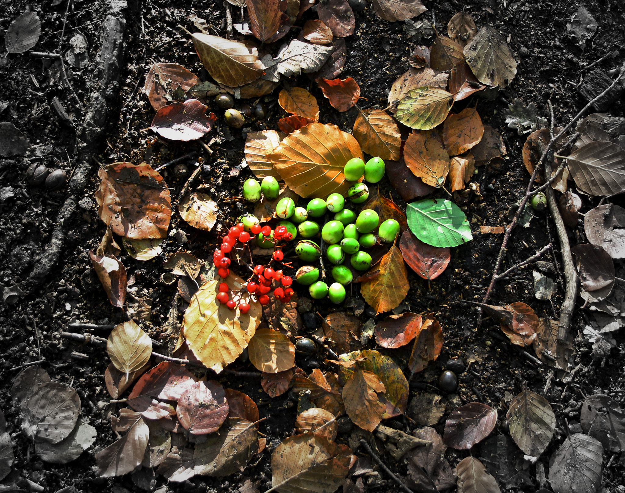 Canon EOS 600D (Rebel EOS T3i / EOS Kiss X5) sample photo. Squirrel feast photography