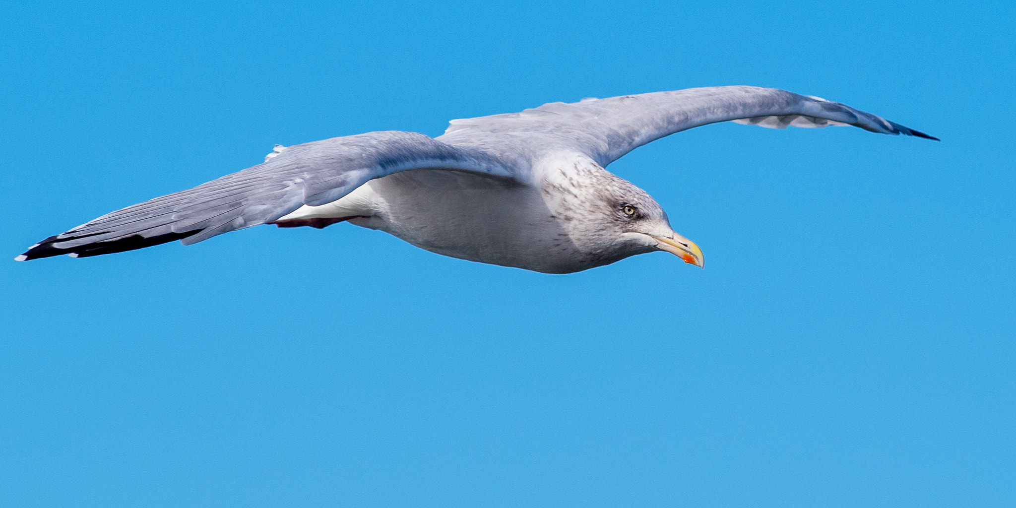 Pentax K-1 sample photo. Seagull photography