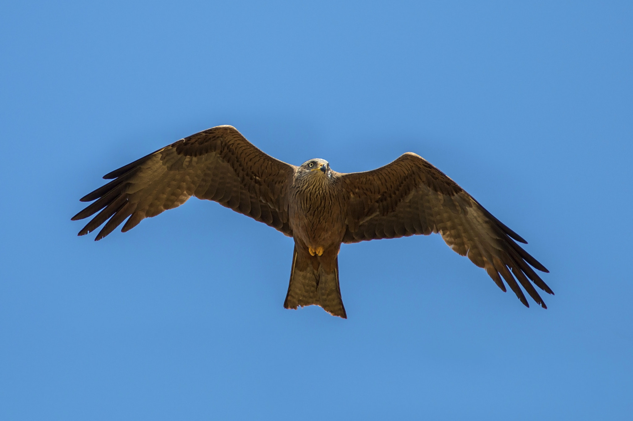 Canon EOS 70D + Canon EF 300mm f/2.8L + 1.4x sample photo. Black kite photography