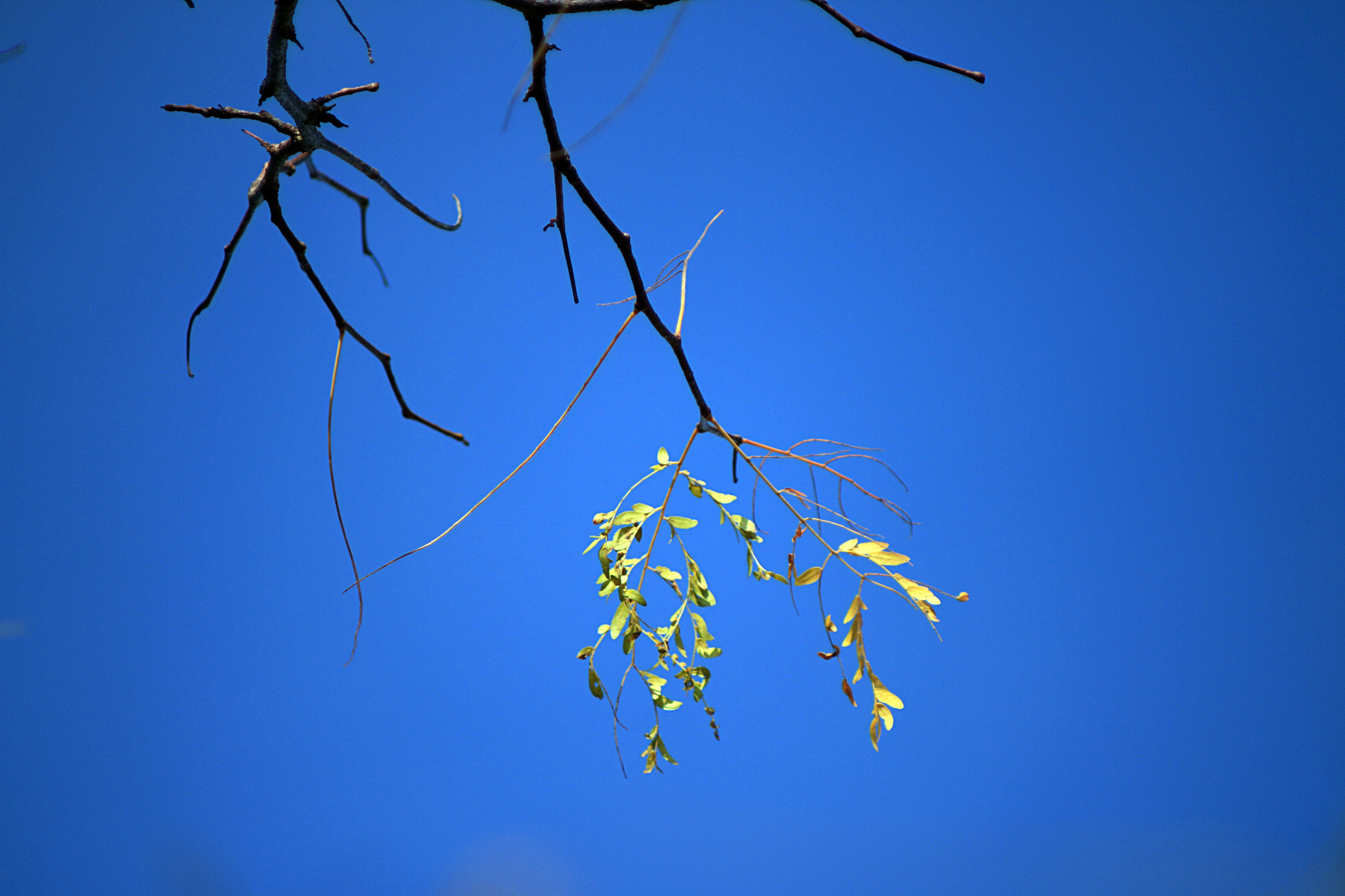 Canon EOS 7D + Canon EF 70-210mm f/4 sample photo. Beginning of winter photography