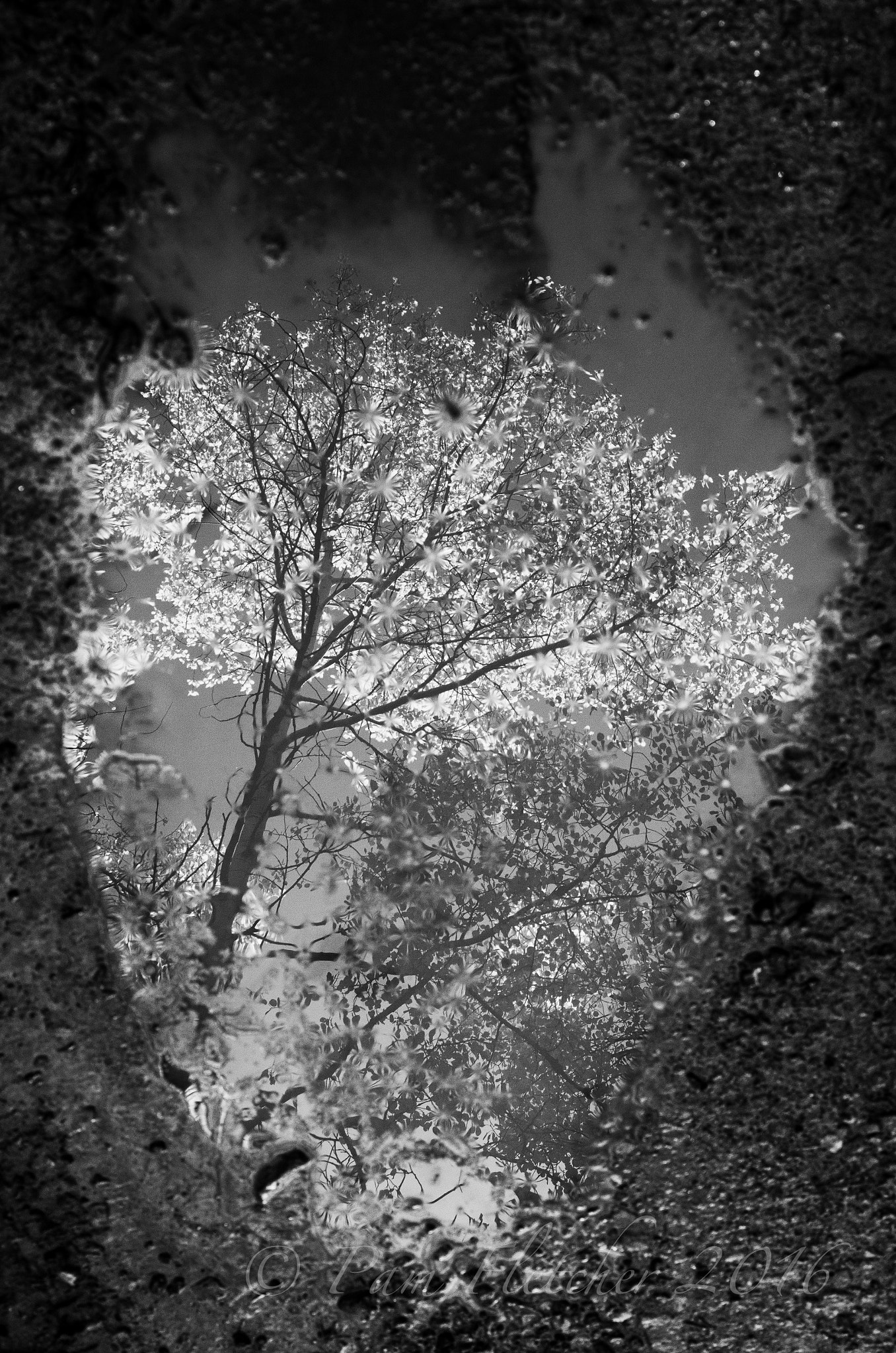 Pentax K-5 sample photo. Fall's glory photography