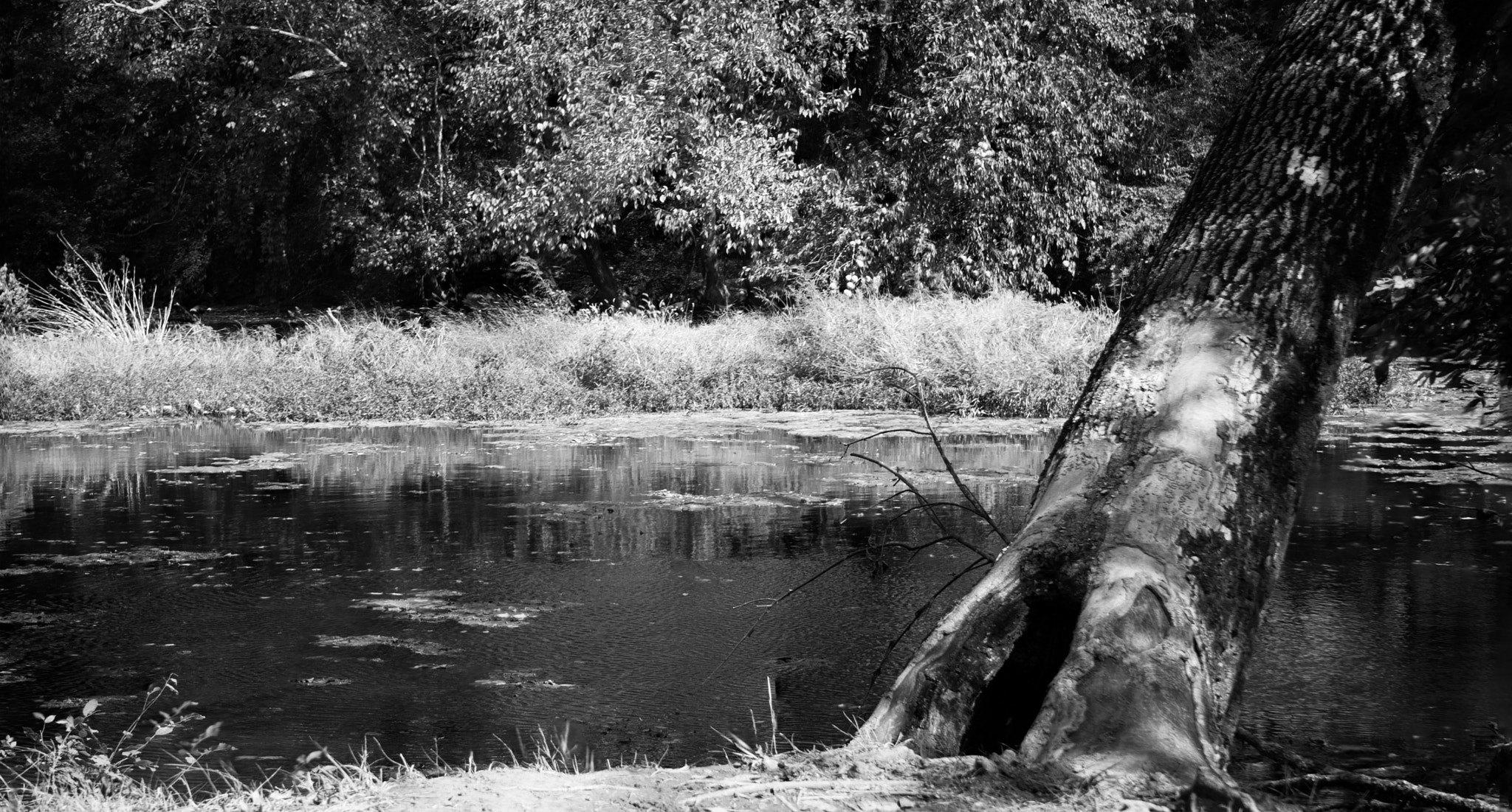 Canon EF-S 18-55mm F3.5-5.6 II sample photo. Leaning tree at quiet river photography