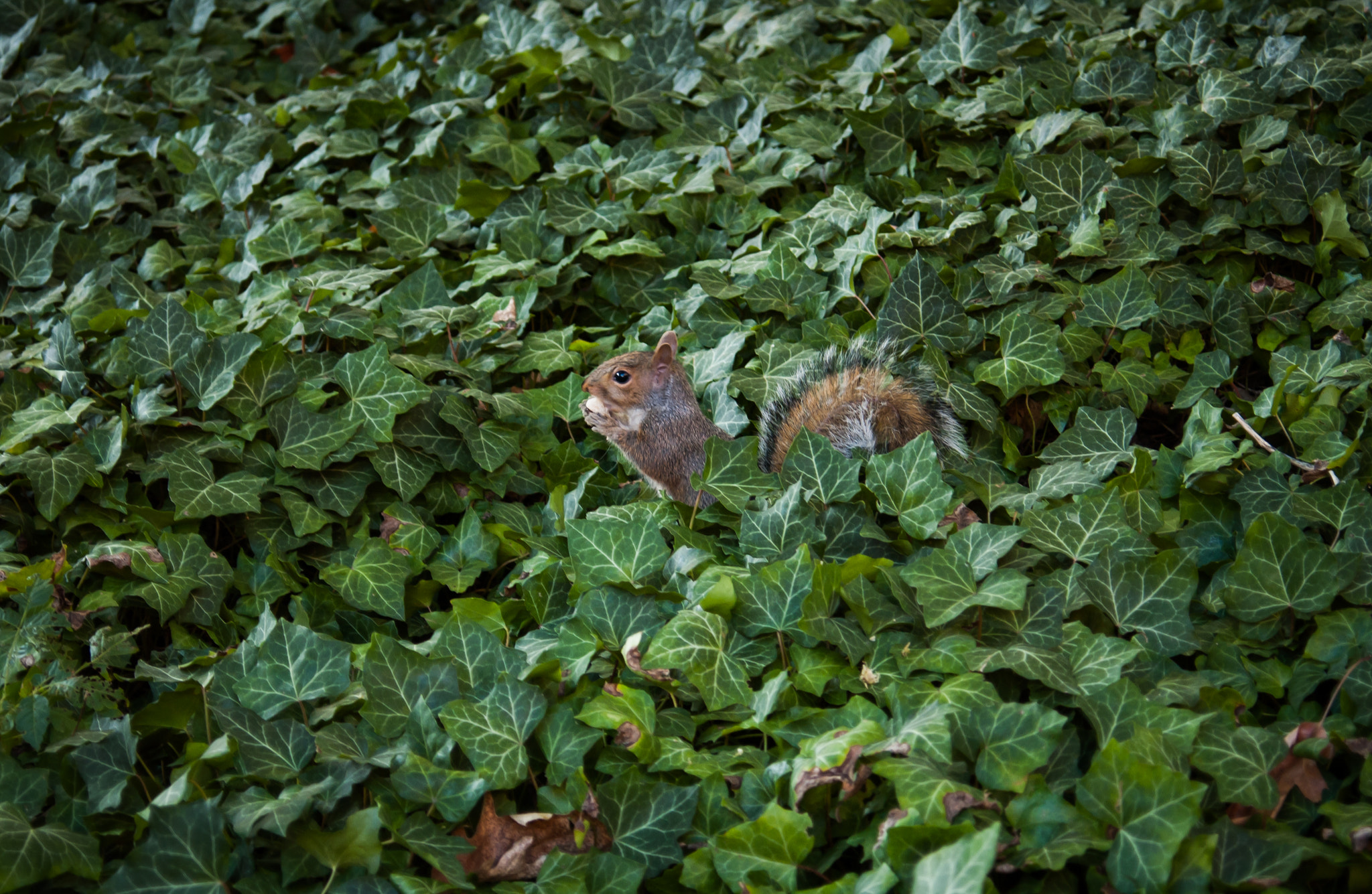 Nikon D1X sample photo. Hungry photography