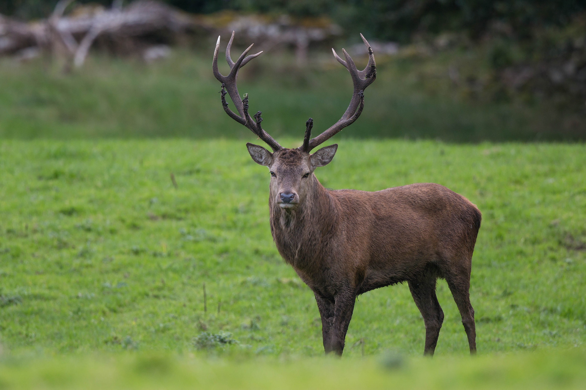 Canon EF 500mm F4L IS II USM sample photo. Irish deer photography