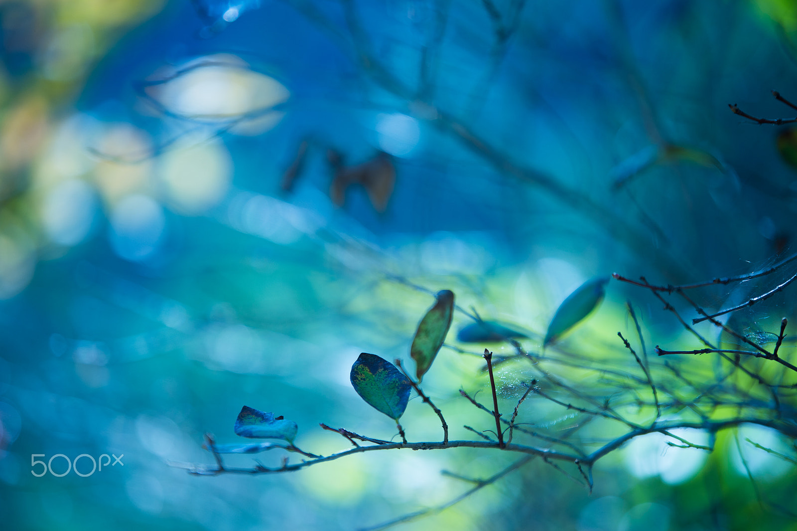 Tamron SP 70-200mm F2.8 Di VC USD sample photo. Fantasy photography