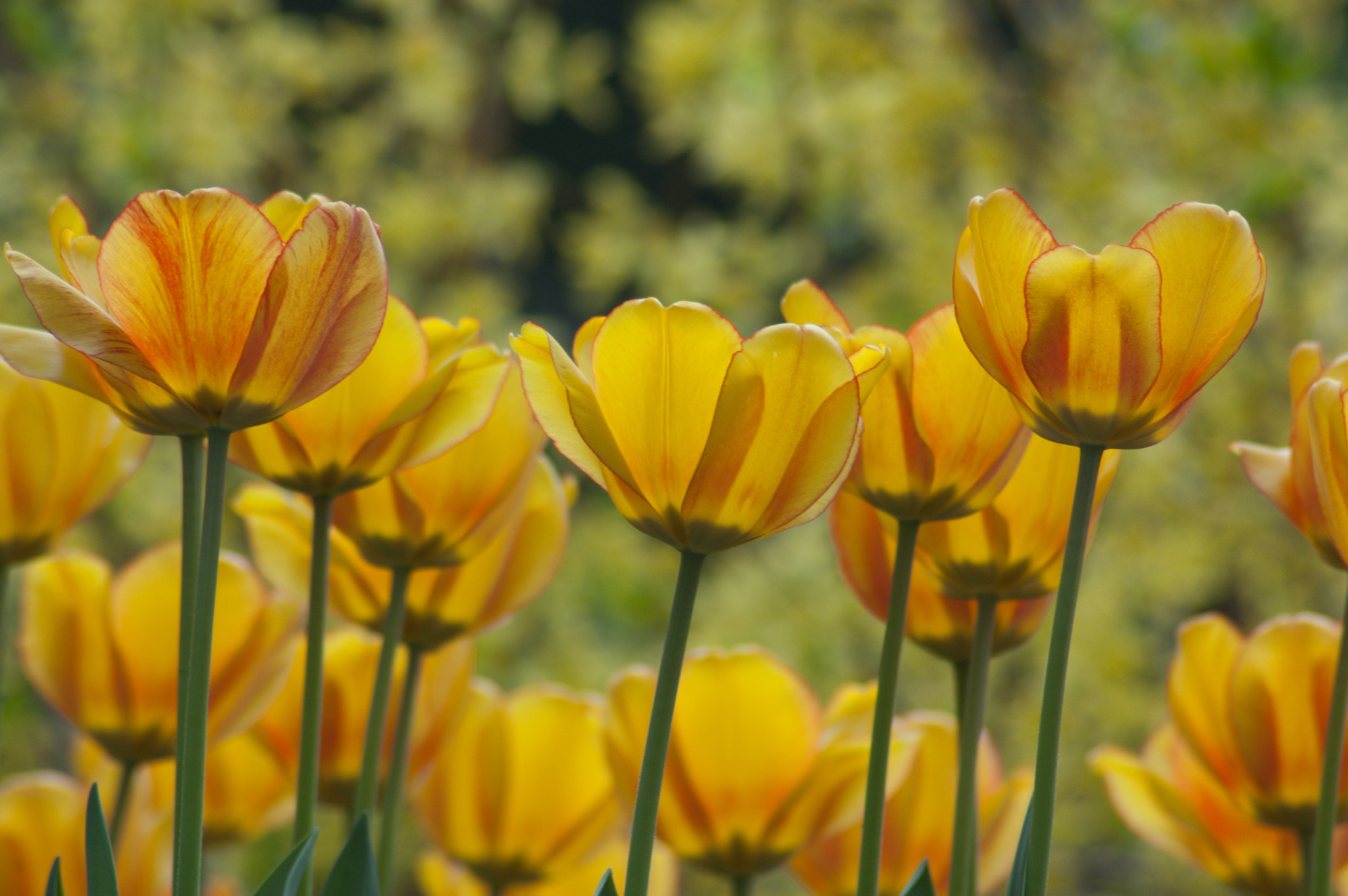 Nikon D50 sample photo. Tulips photography
