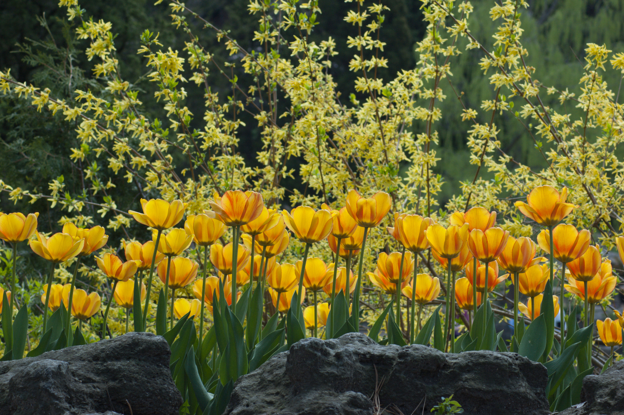 Nikon D50 sample photo. Tulips photography