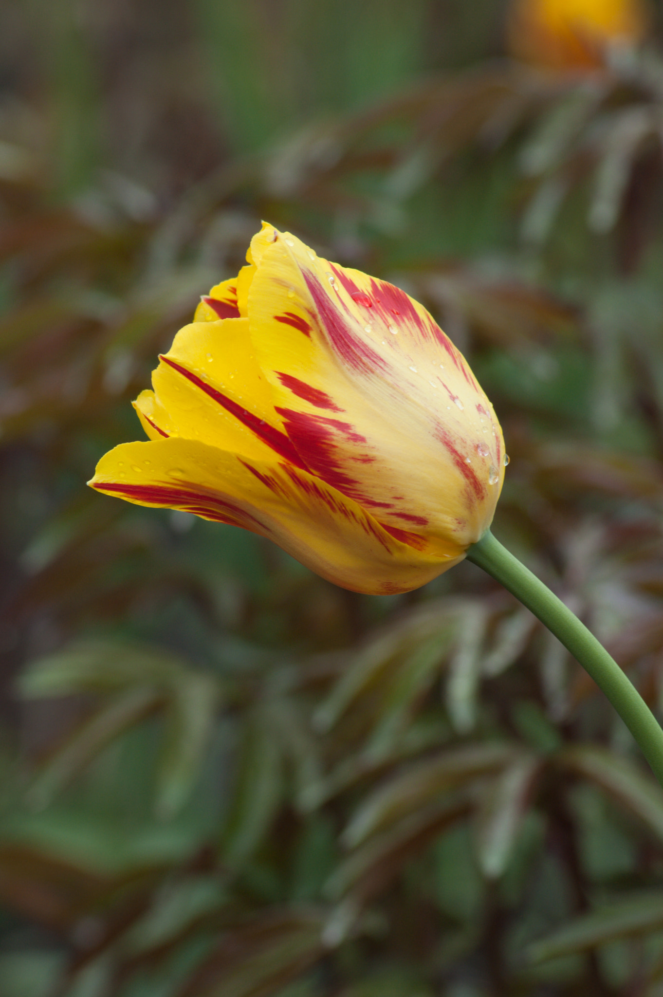 Nikon D50 sample photo. Tulips photography