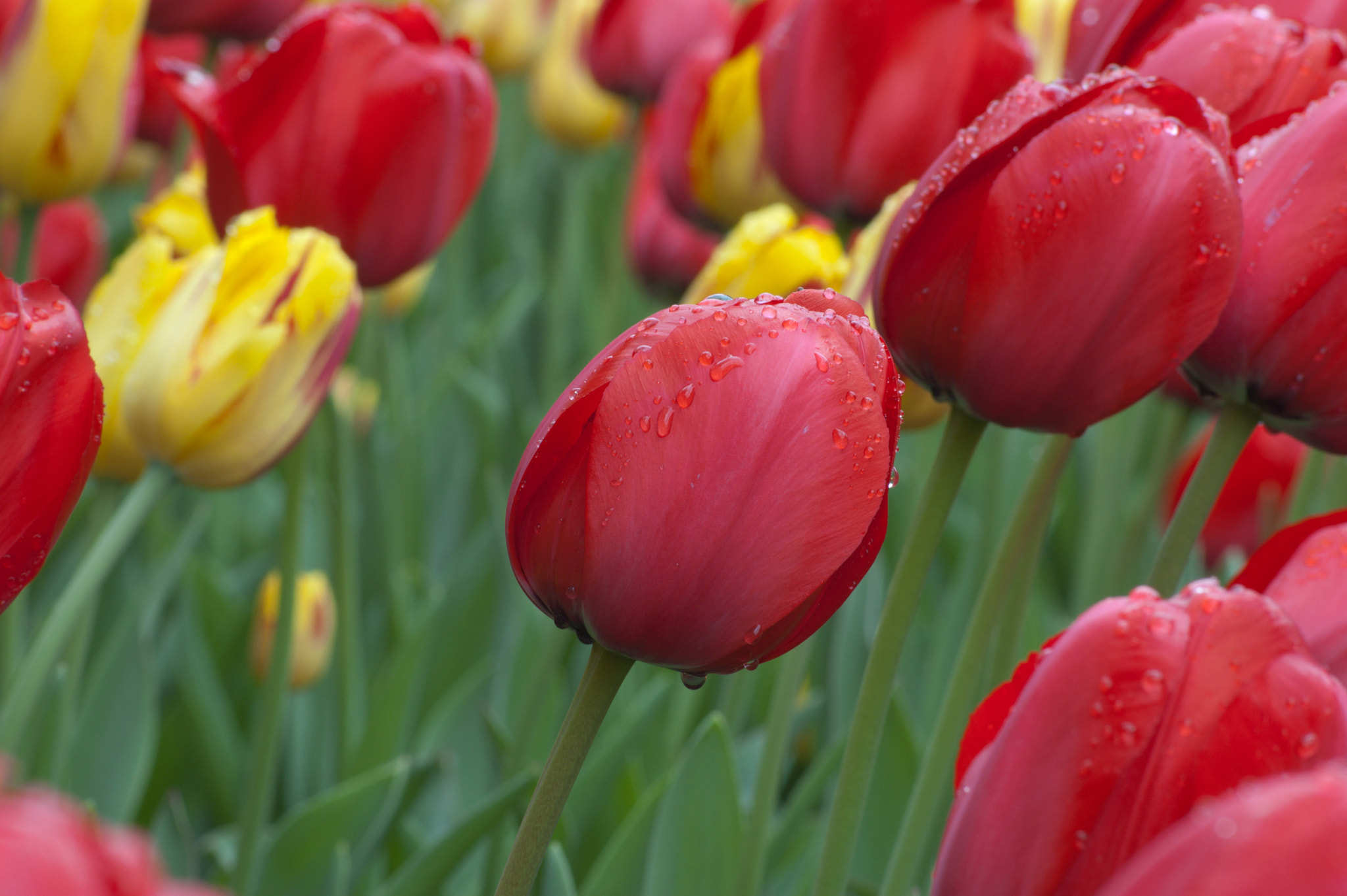 Nikon D50 sample photo. Tulips photography