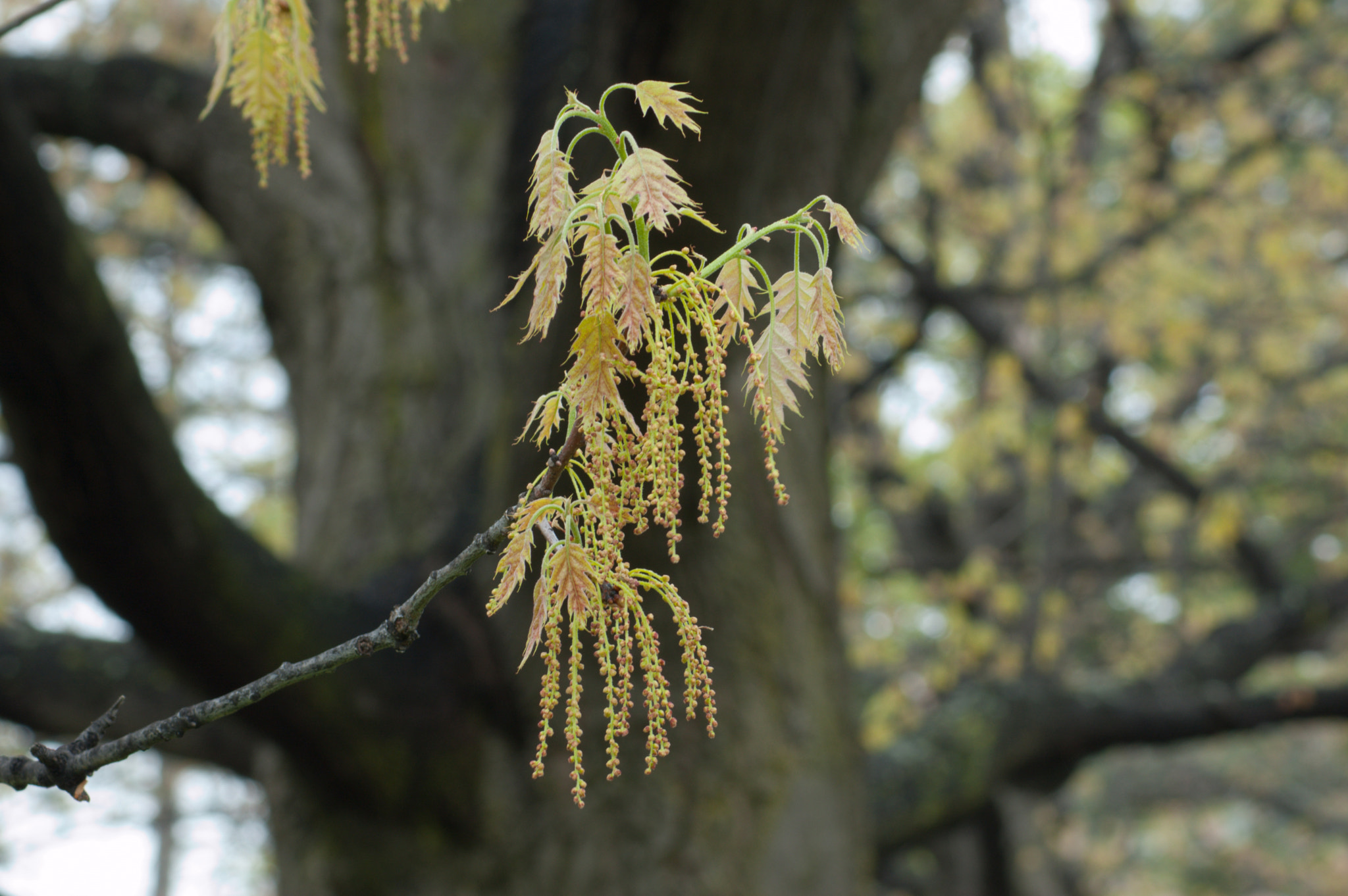 Nikon D50 sample photo. Oak tree photography