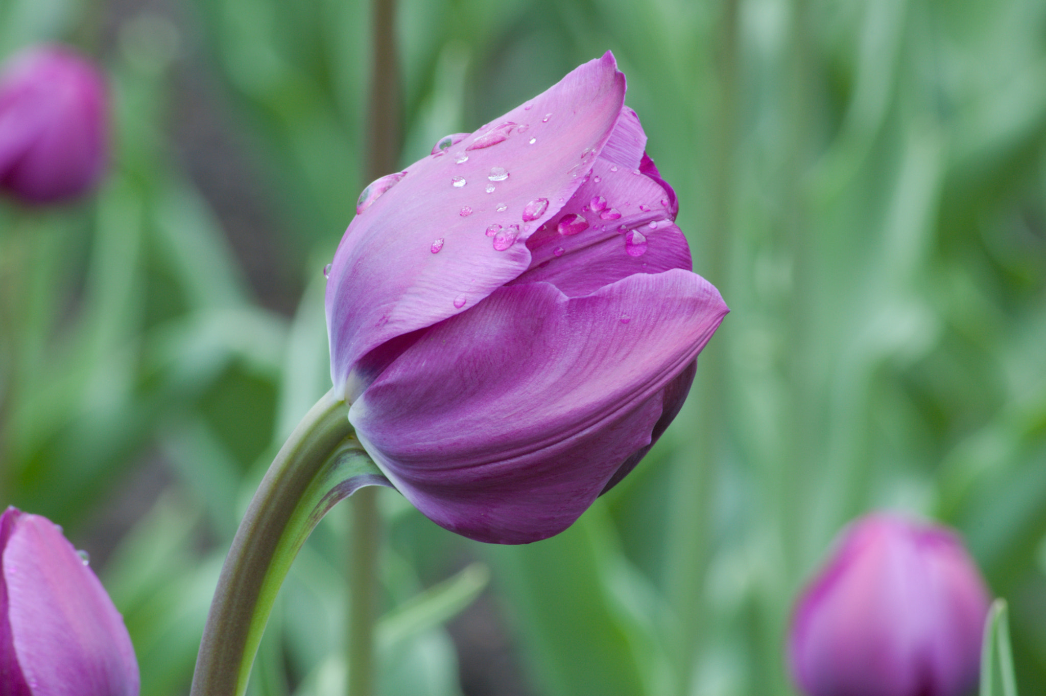 Nikon D50 sample photo. Tulips photography
