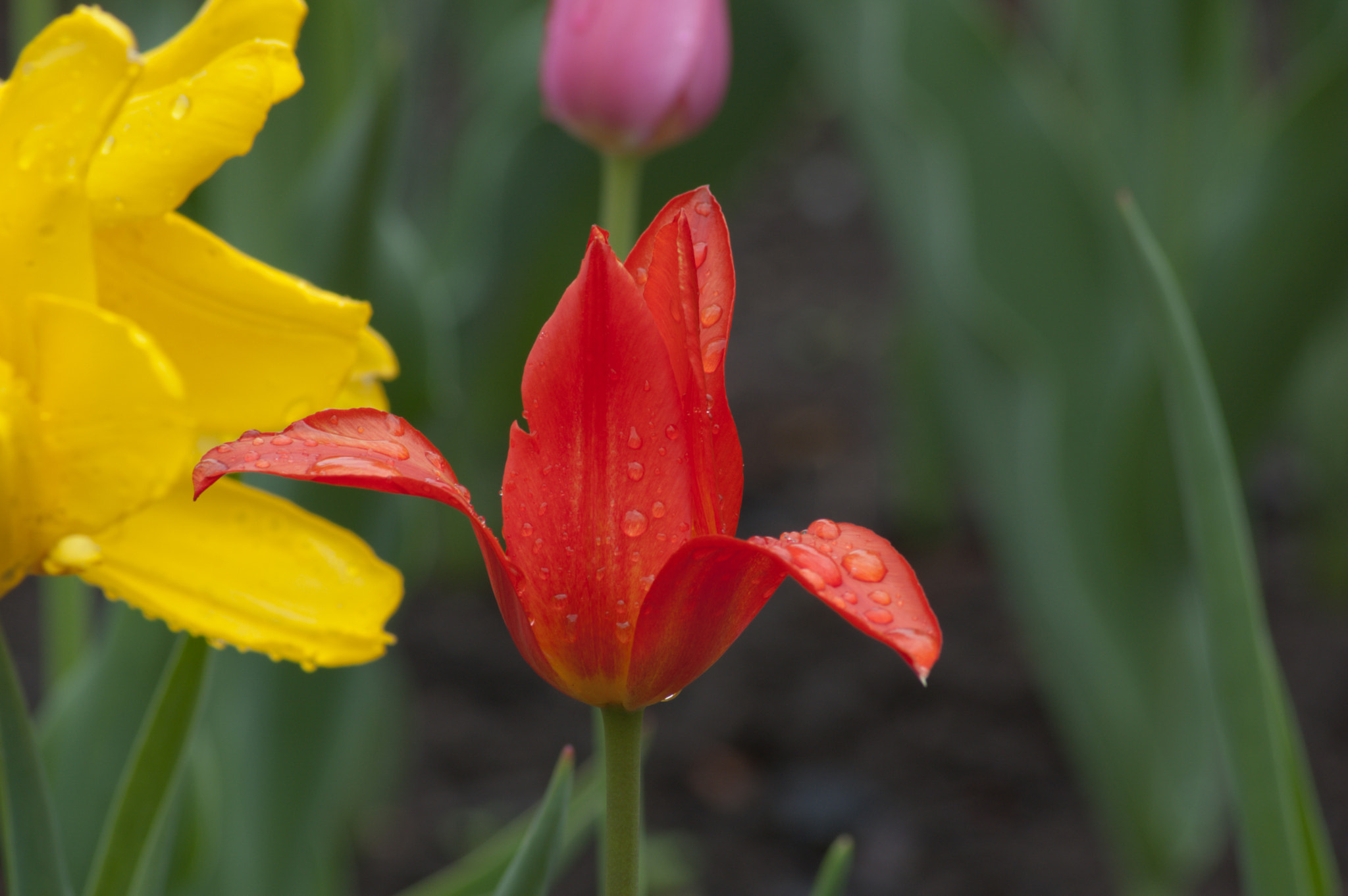 Nikon D50 sample photo. Tulips photography