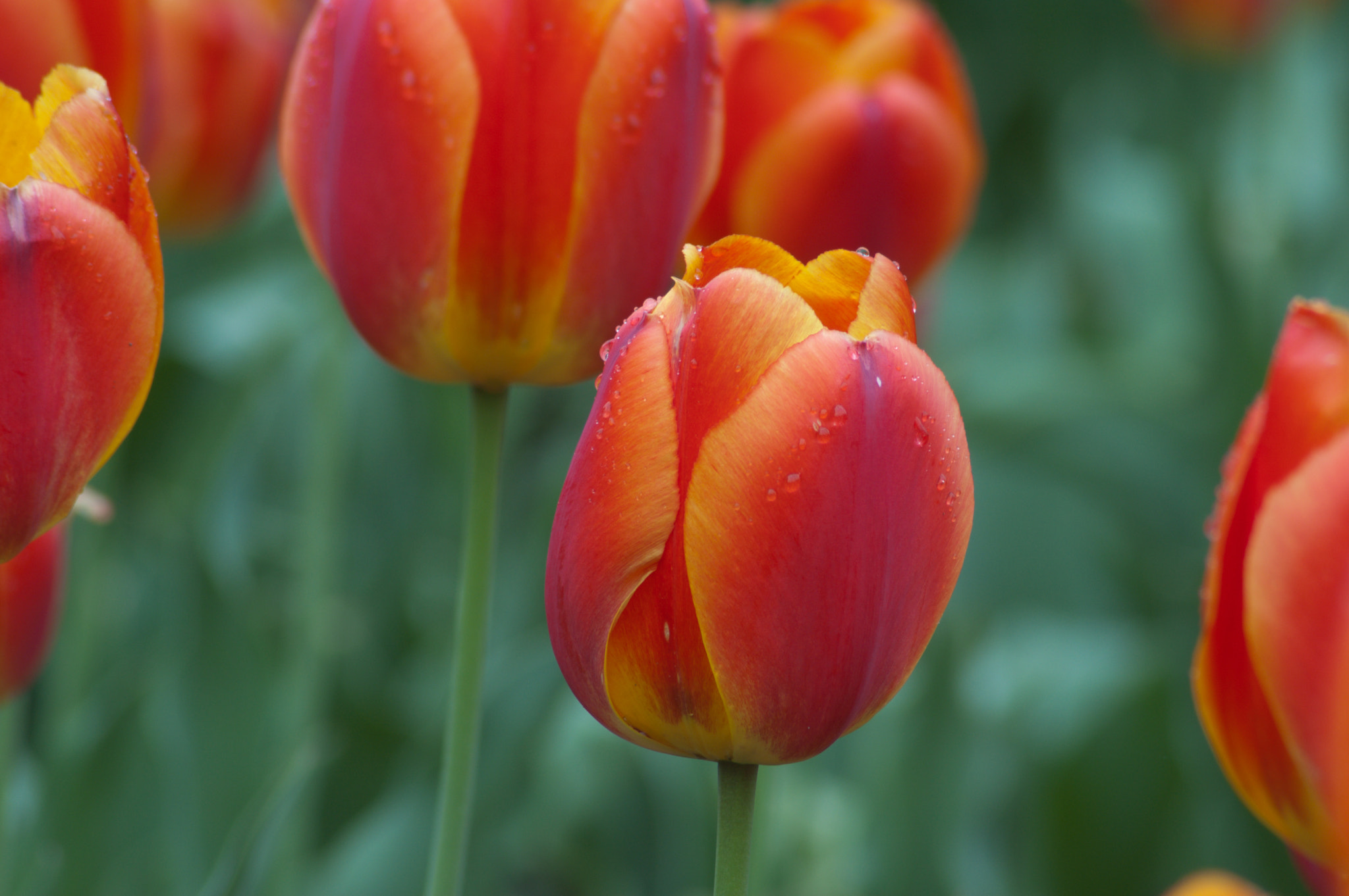 Nikon D50 sample photo. Tulips photography