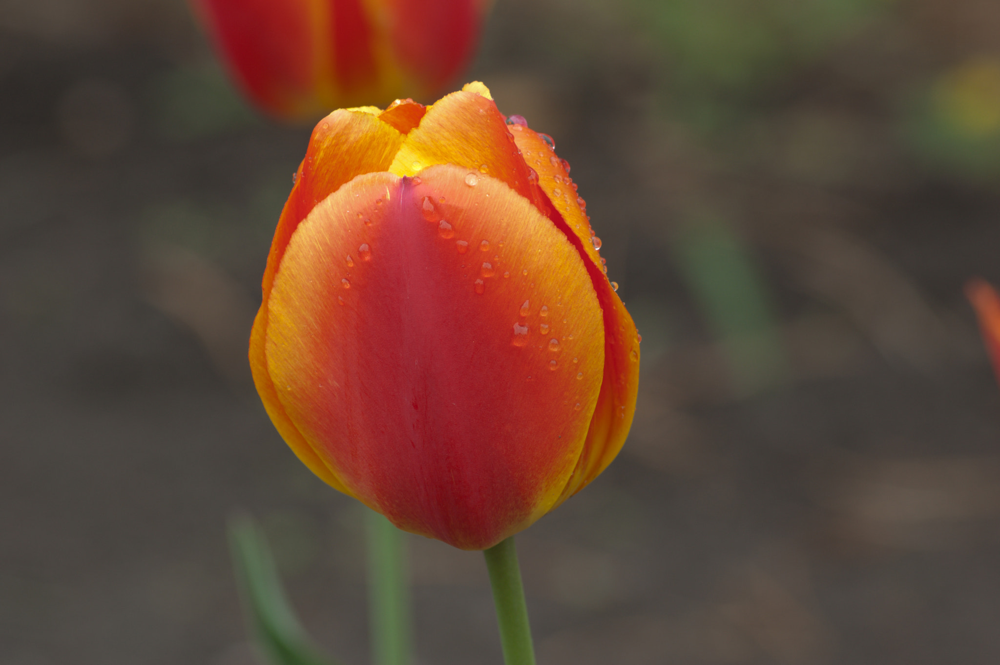 Nikon D50 sample photo. Tulips photography