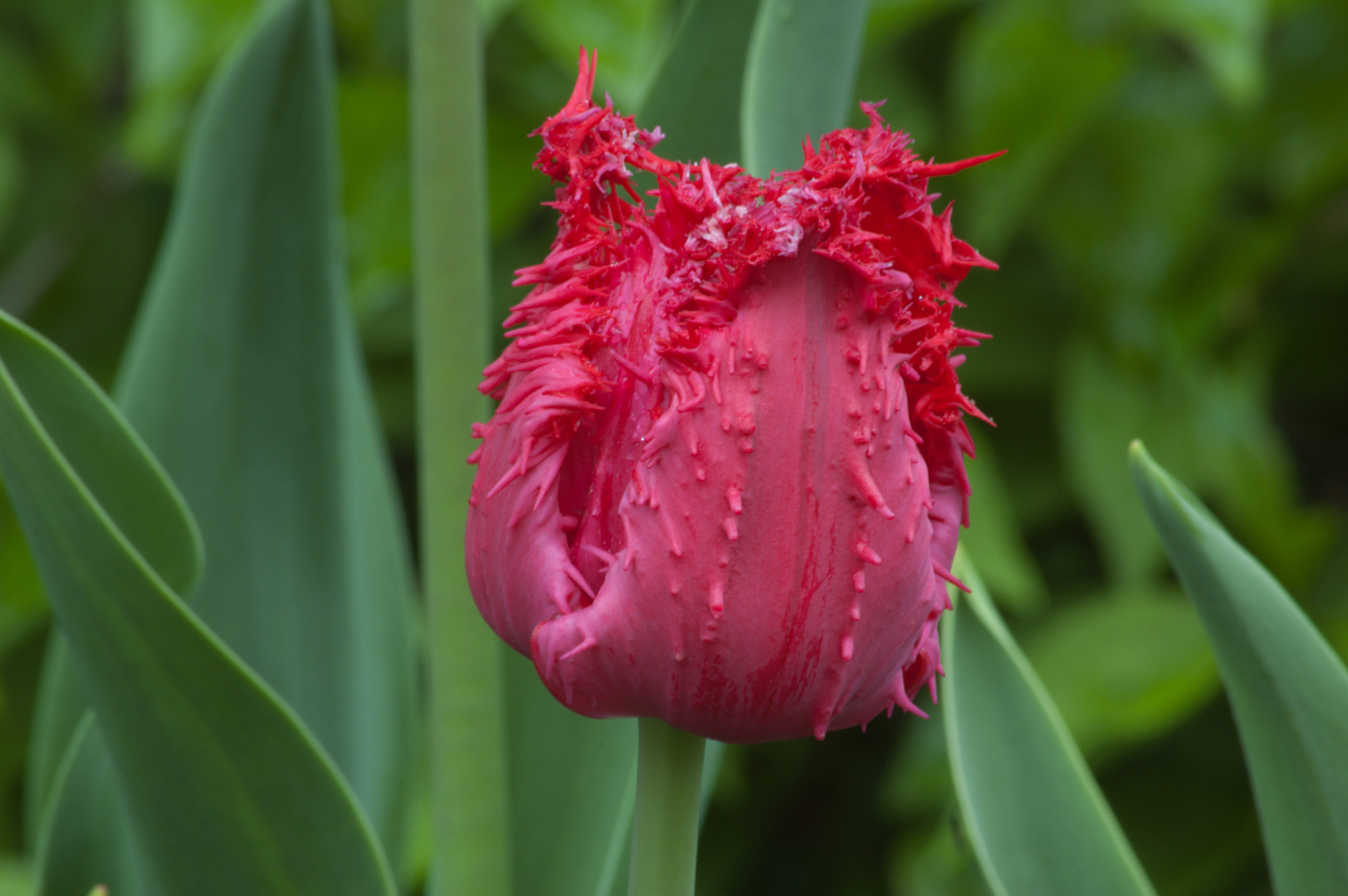 Nikon D50 sample photo. Tulips photography
