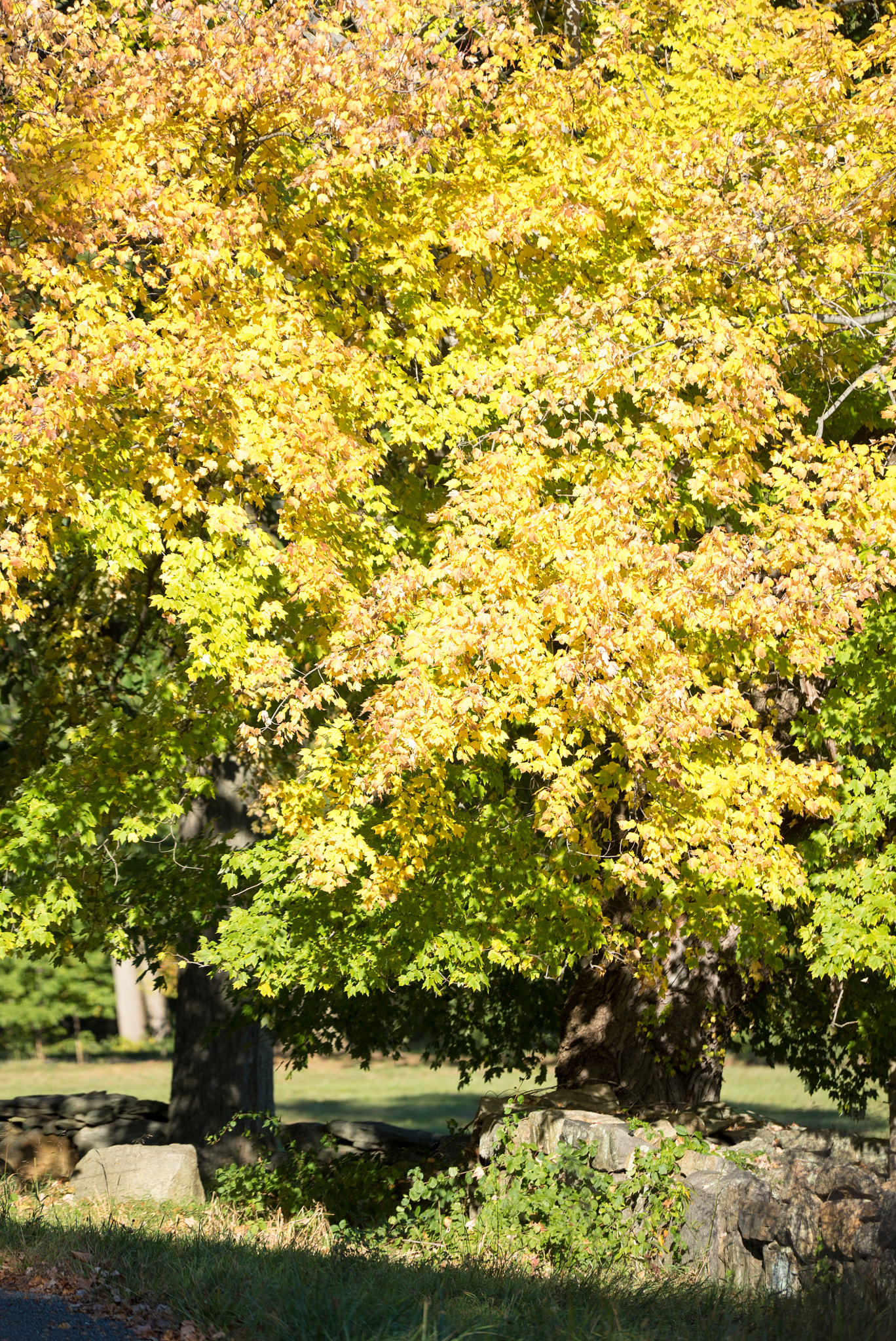 Sony a7S + Sony FE 70-200mm F4 G OSS sample photo